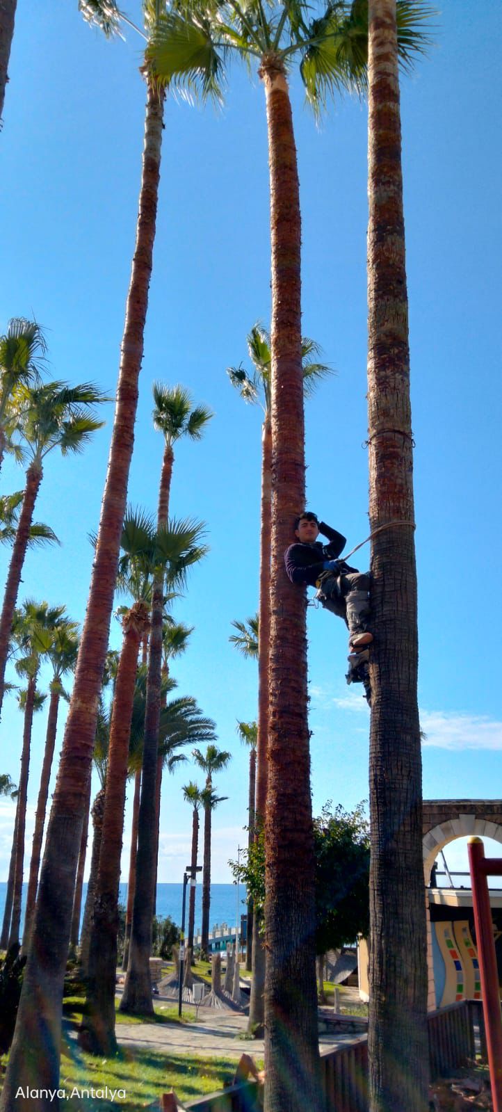 palmiye-agac-budama-fotograf (2) palmiye-agac-budama-fotograf (2)