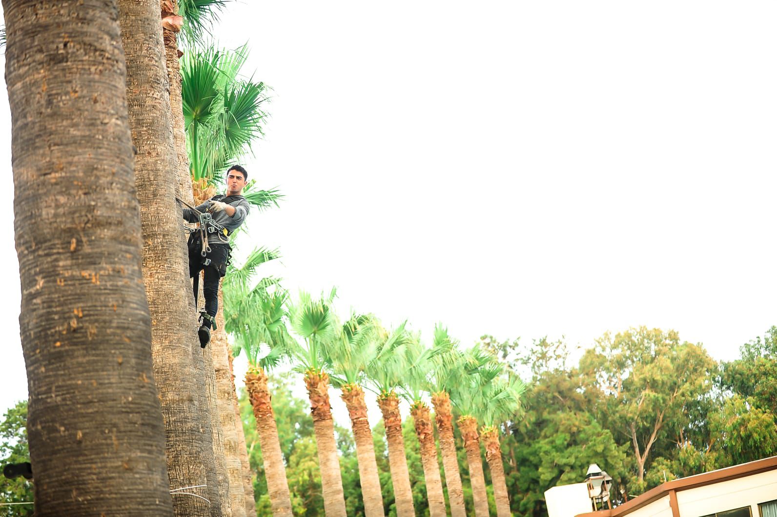 palmiye-agac-budama-fotograf (3) palmiye-agac-budama-fotograf (3)