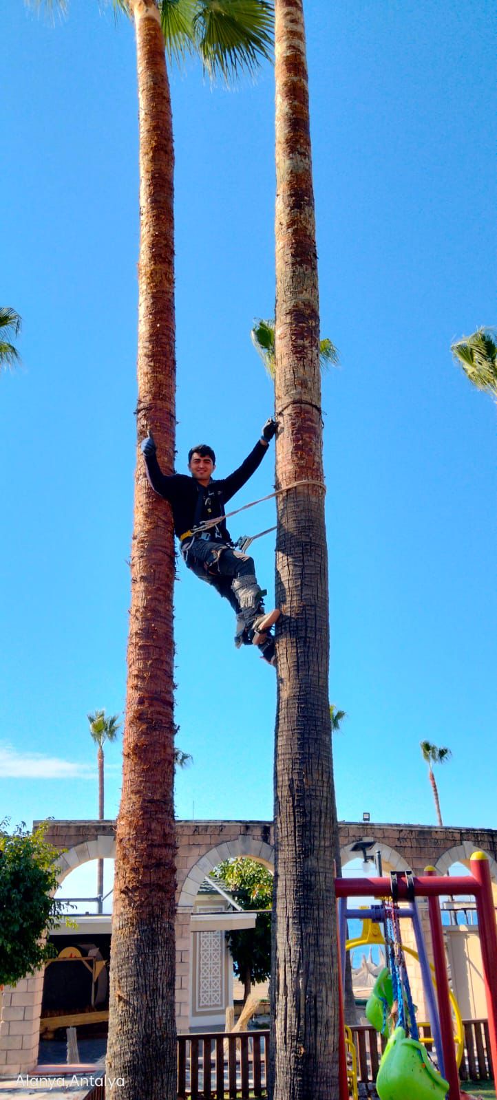 palmiye-agac-budama-fotograf (4) palmiye-agac-budama-fotograf (4)