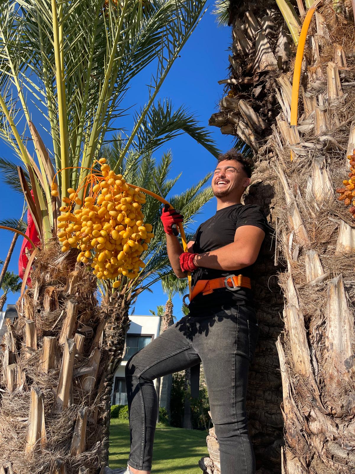 palmiye-agac-budama-fotograf (7) palmiye-agac-budama-fotograf (7)