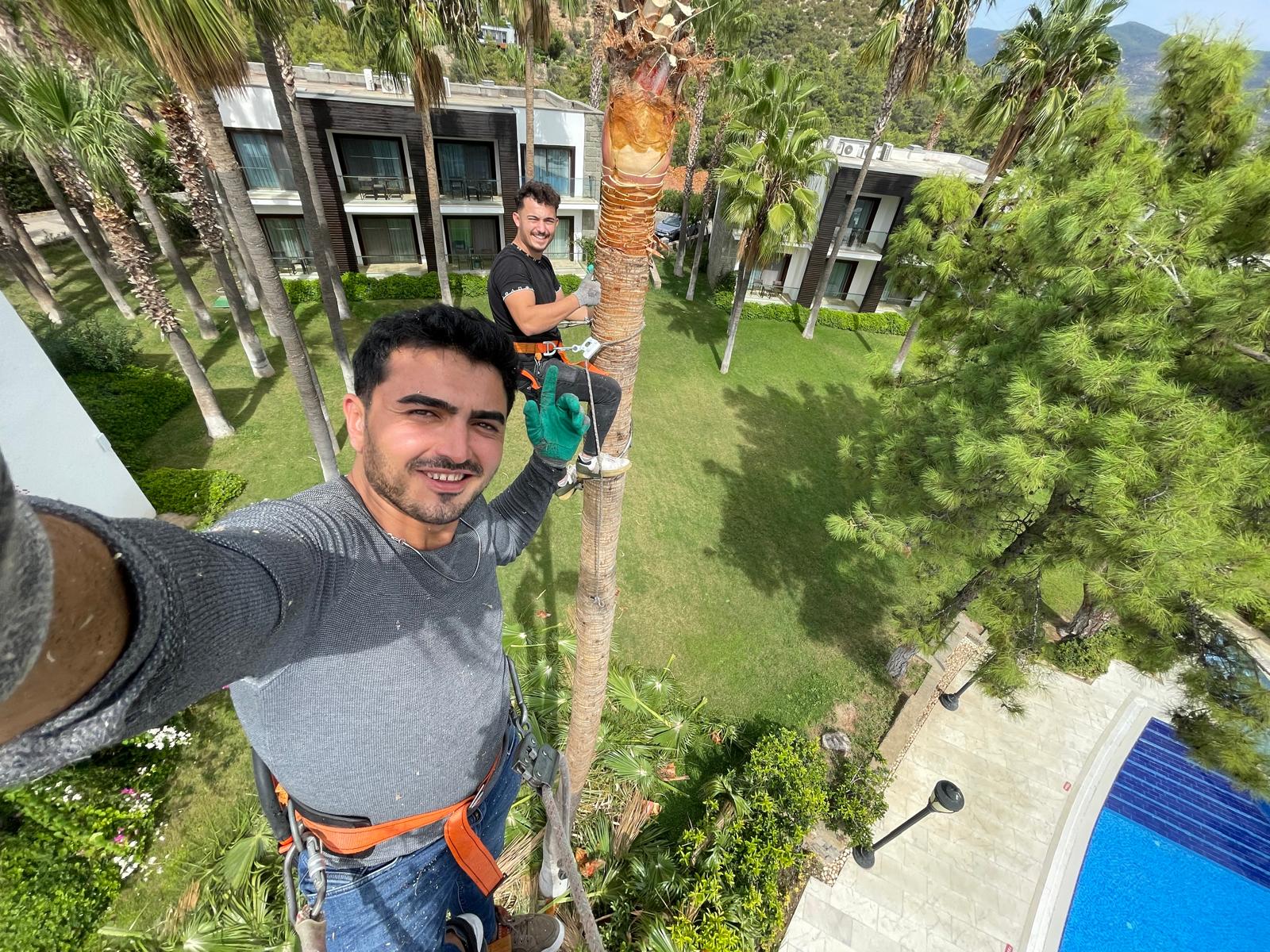 palmiye-agac-budama-fotograf (9) palmiye-agac-budama-fotograf (9)